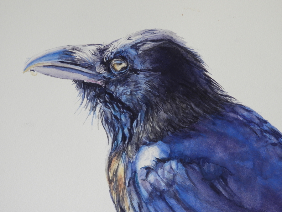 SOLD  Raven II