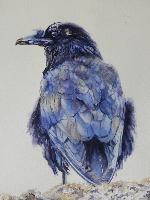 SOLD   Raven I