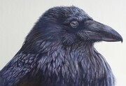 Raven3 (2)