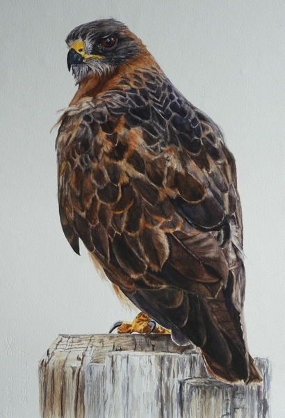 Swainson Hawk